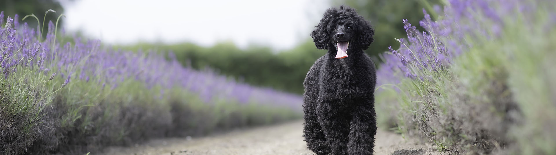 Soins coopératifs canins : Amandine Creten pratique le medical training aux 6'Os d'Or